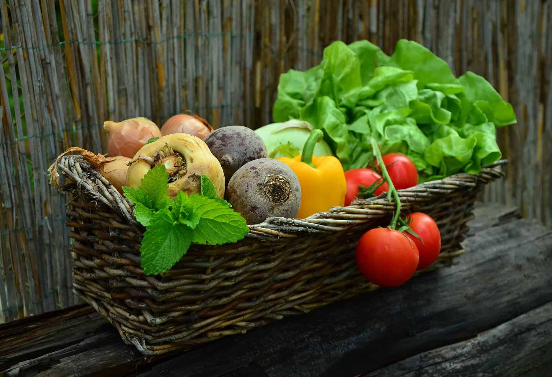 ogrody społeczne wrocław ogrodki działkowe uprawa warzyw